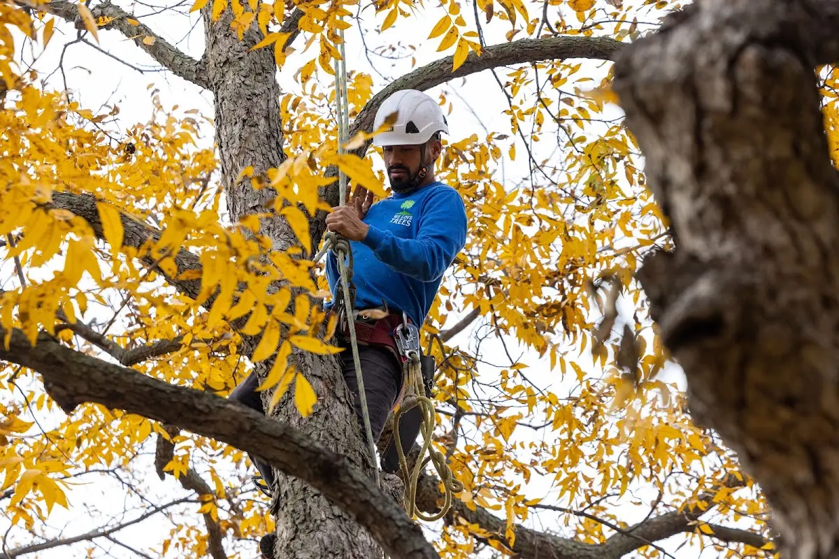 Skilled Tree Pruning crew working in Carthage